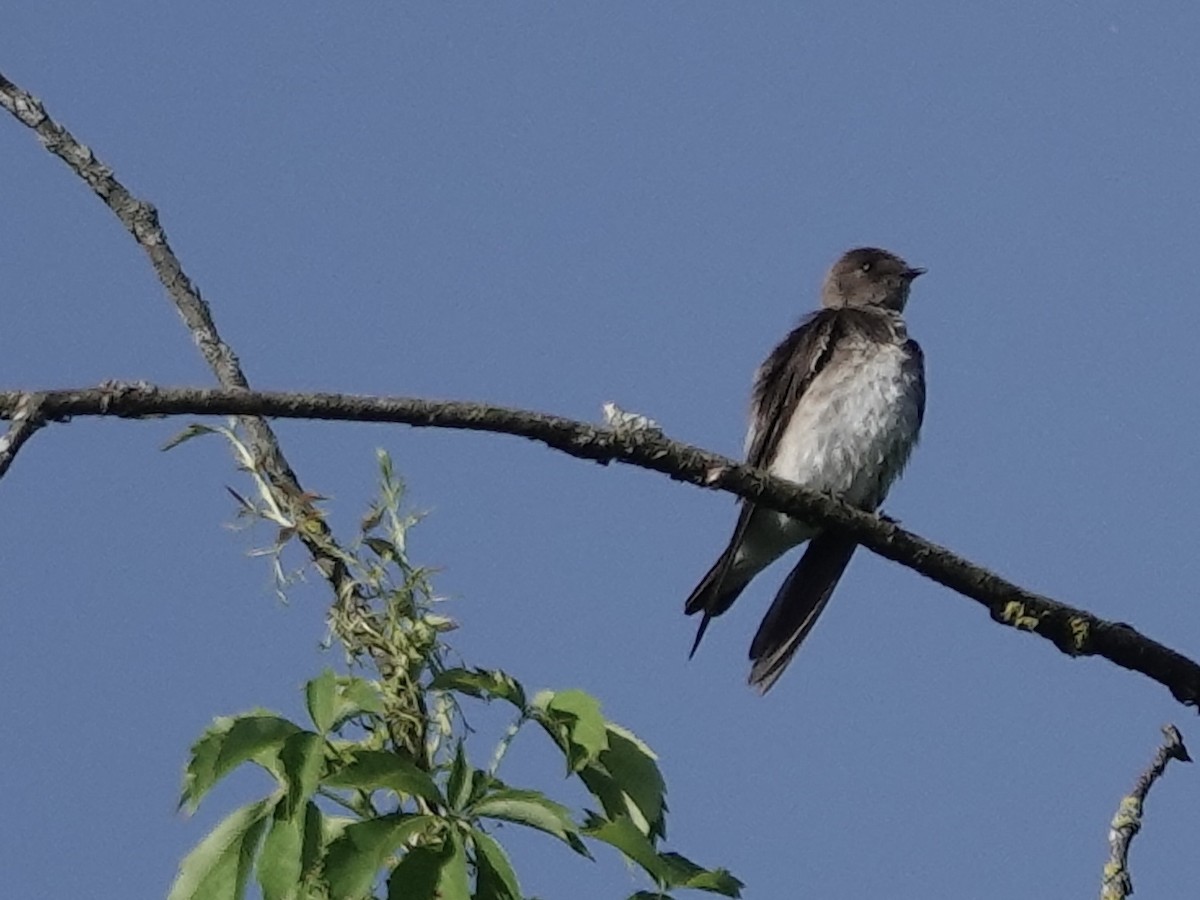 Northern Rough-winged Swallow - ML619854169