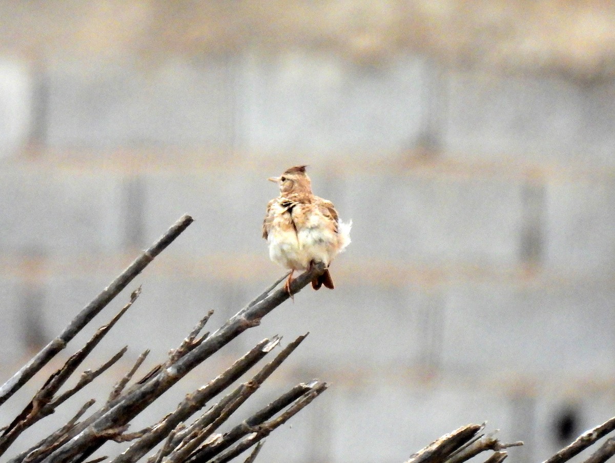 Crested Lark - ML619854171