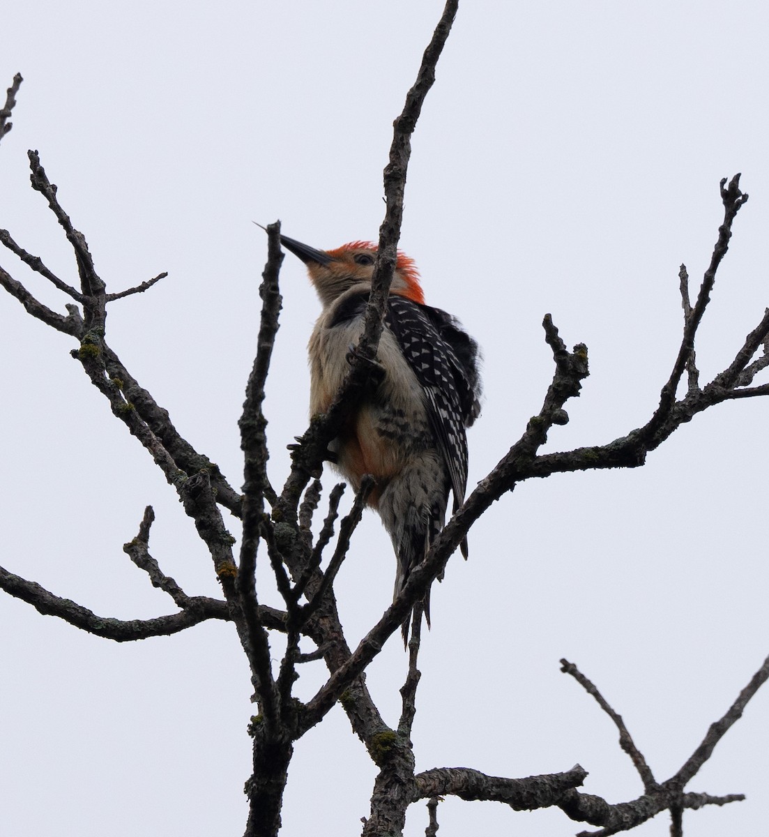 Red-bellied Woodpecker - ML619854172