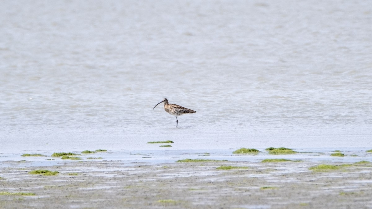 Eurasian Curlew - ML619854173