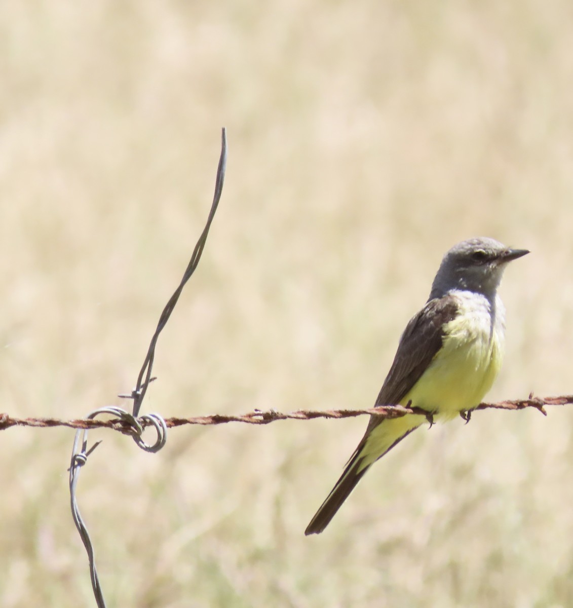 Western Kingbird - ML619854176