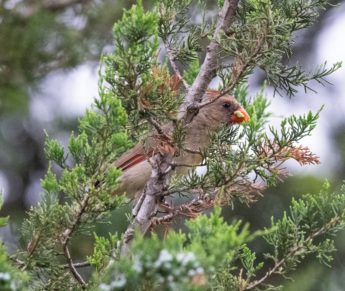 kardinál červený - ML619854181