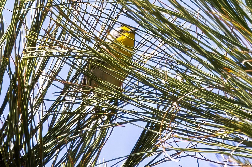 Grace's Warbler - ML619854182