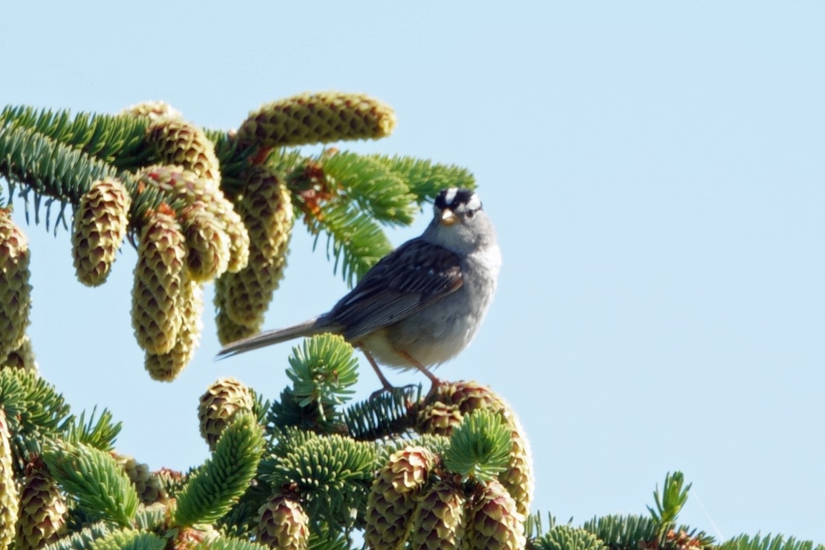 White-crowned Sparrow (pugetensis) - ML619854199