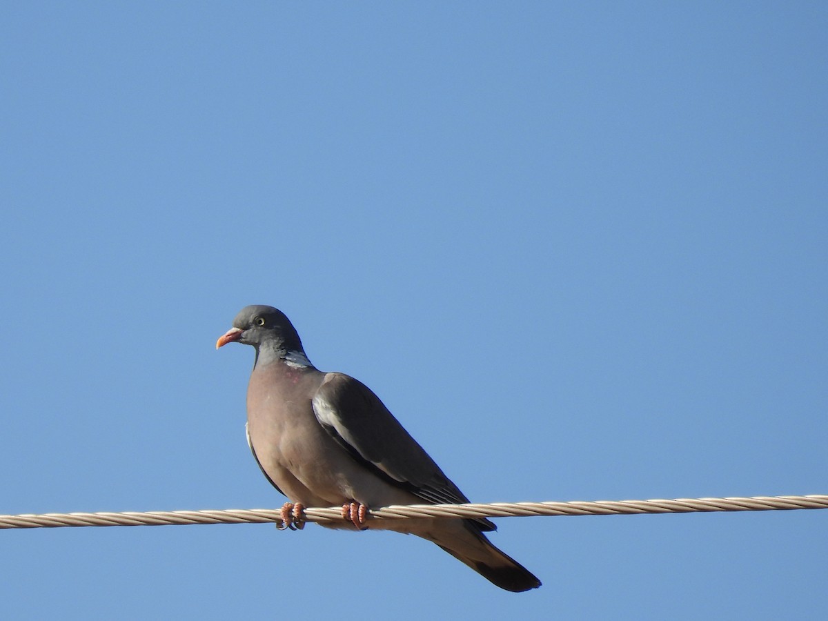 Common Wood-Pigeon - ML619854204