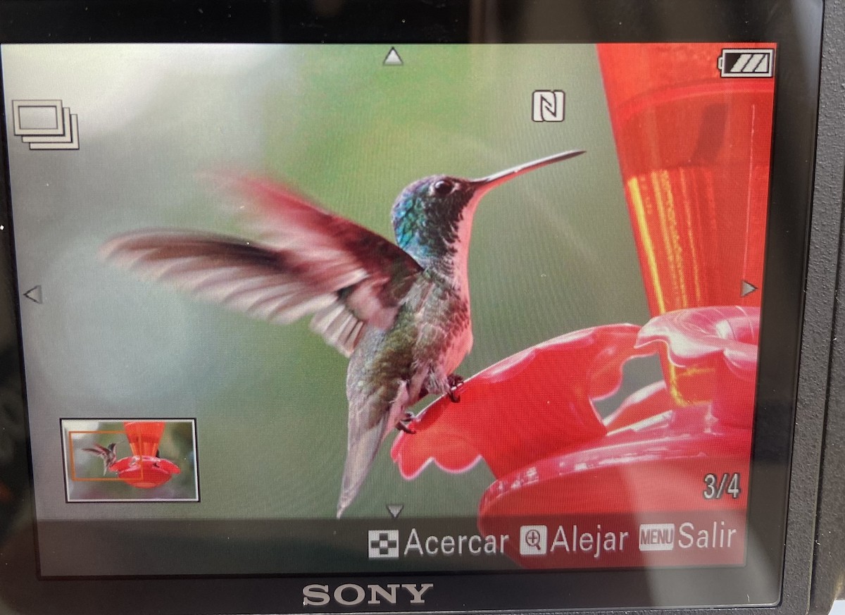 kolibřík andský - ML619854232