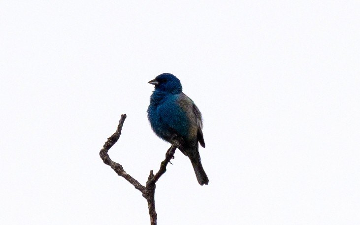 Blue Grosbeak - ML619854238