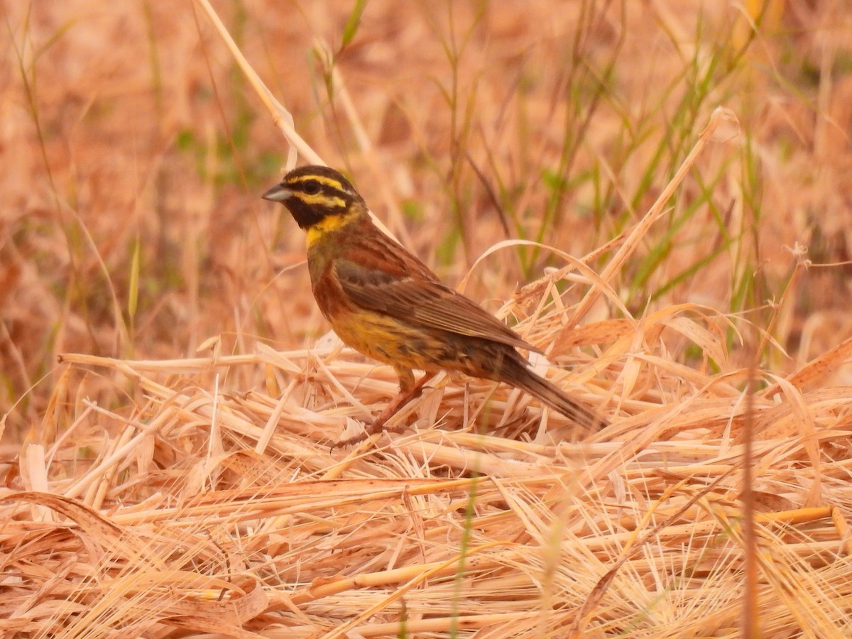 Cirl Bunting - ML619854256