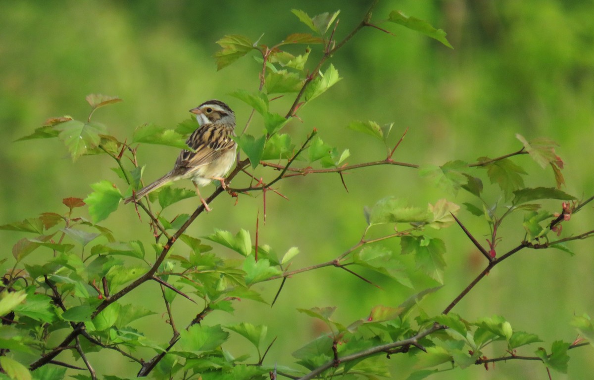 Clay-colored Sparrow - ML619854266