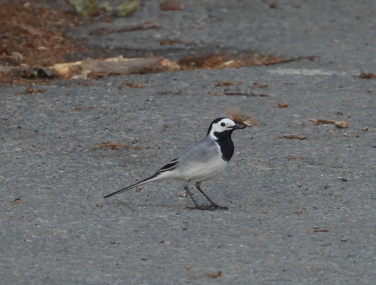 White Wagtail - ML619854274