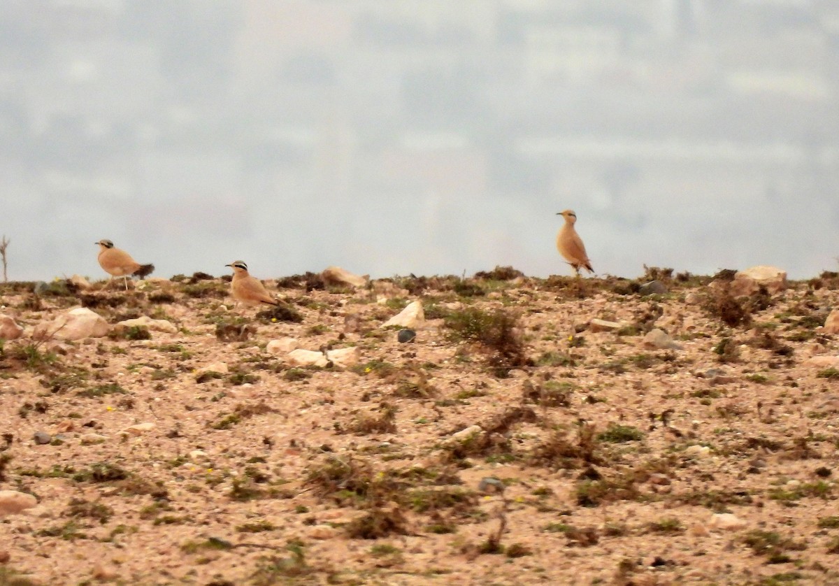 Cream-colored Courser - ML619854279