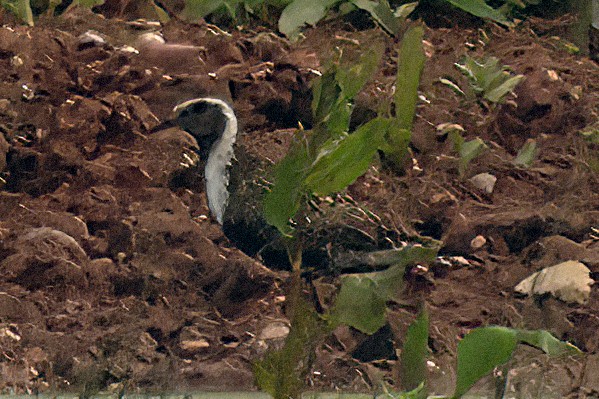 American Golden-Plover - ML619854284