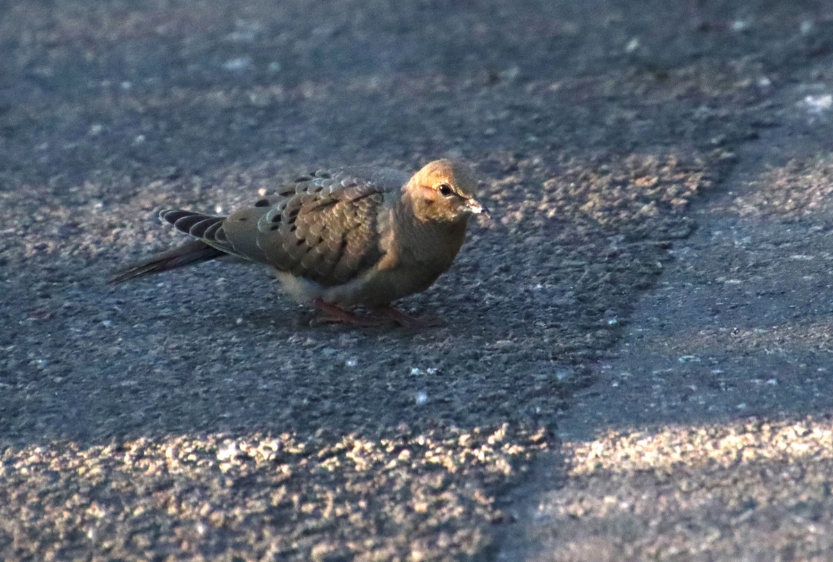 Mourning Dove - ML619854289