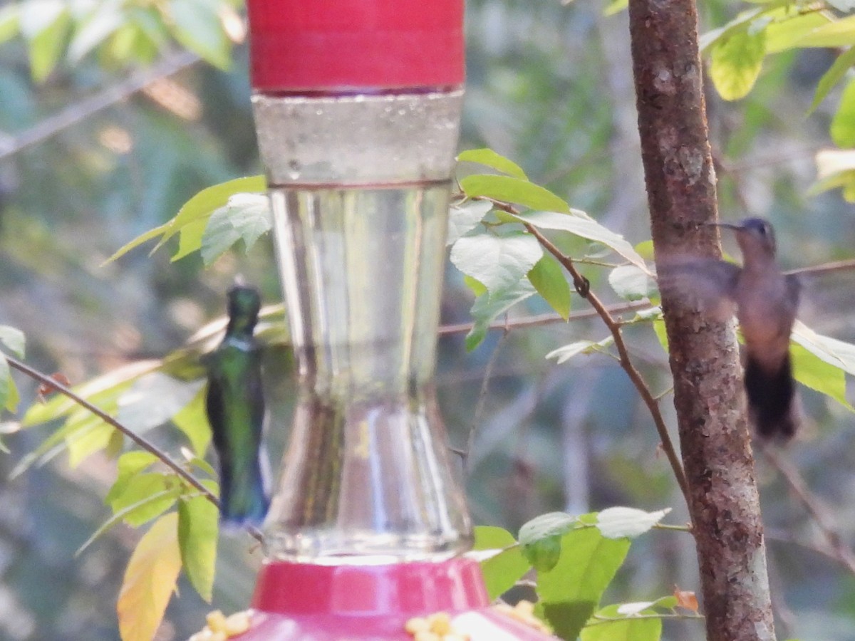 kolibřík klínoocasý - ML619854290