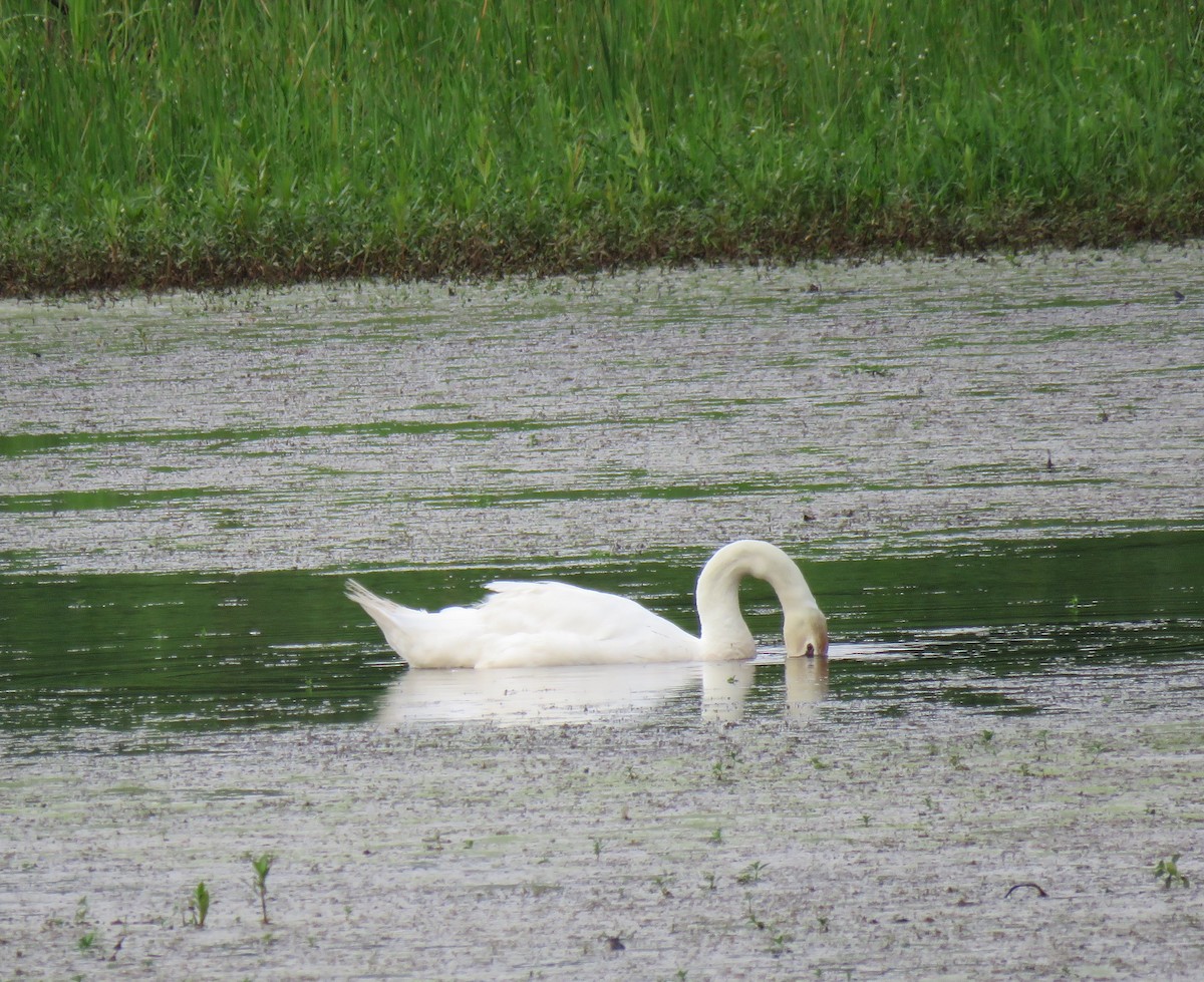 Mute Swan - ML619854303