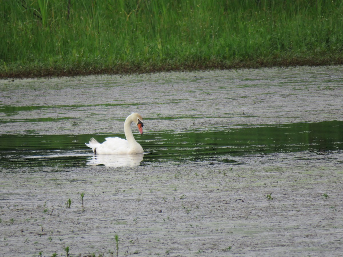 Mute Swan - ML619854304