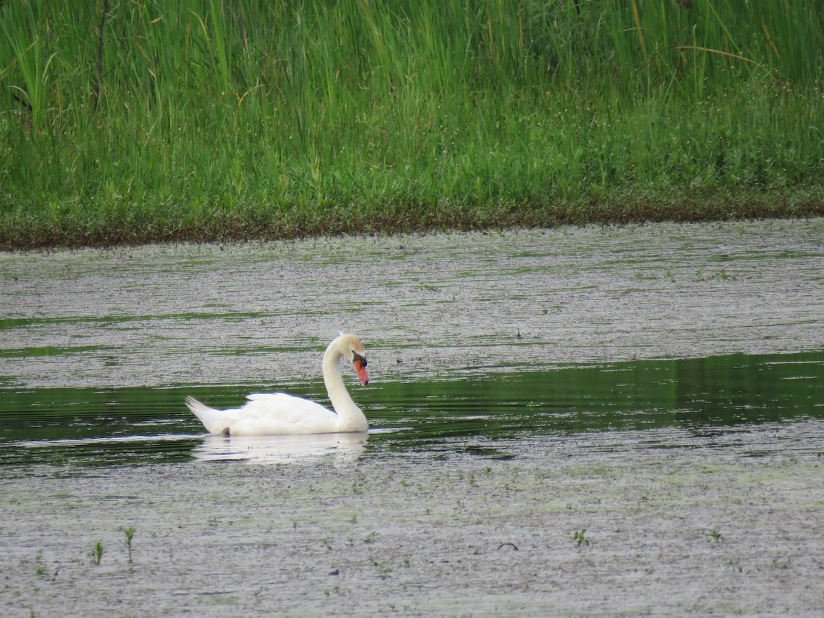 Mute Swan - ML619854306