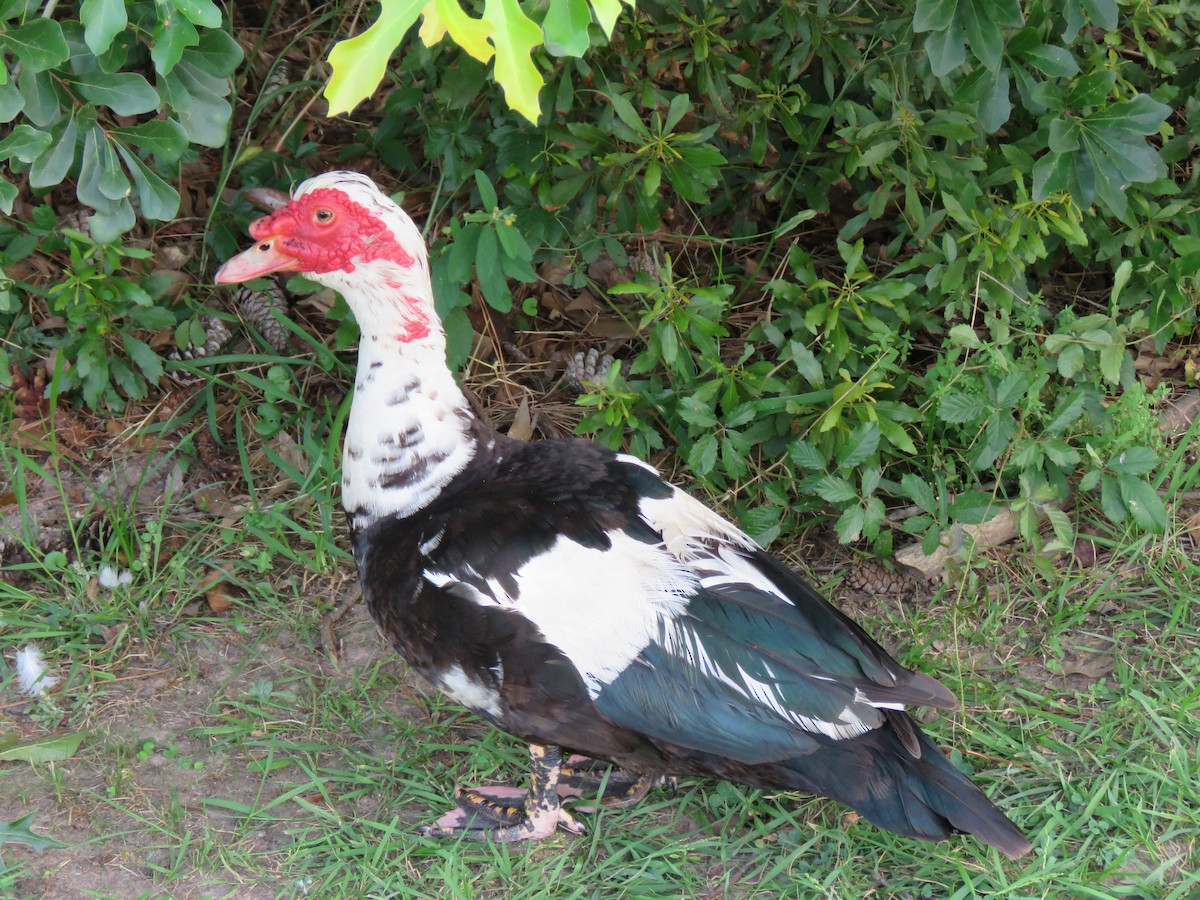 Muscovy Duck (Domestic type) - ML619854313