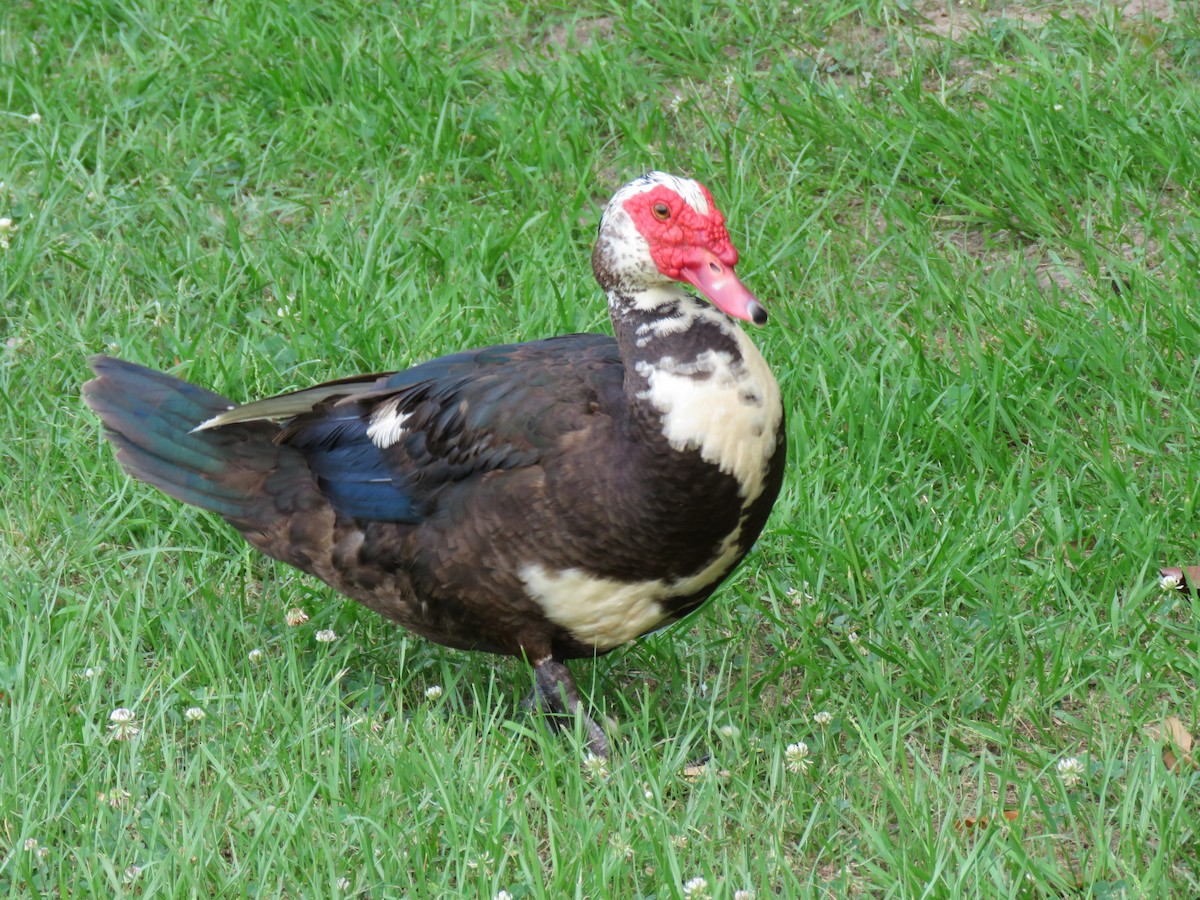 Muscovy Duck (Domestic type) - ML619854314