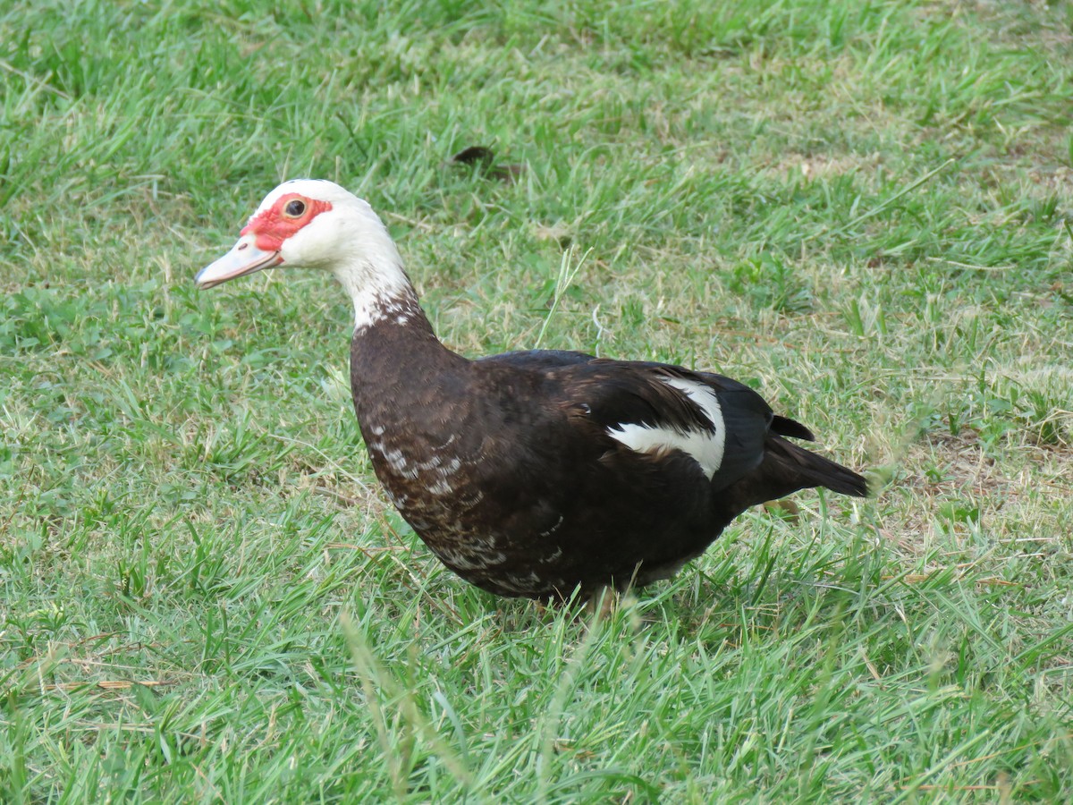 Muscovy Duck (Domestic type) - ML619854316