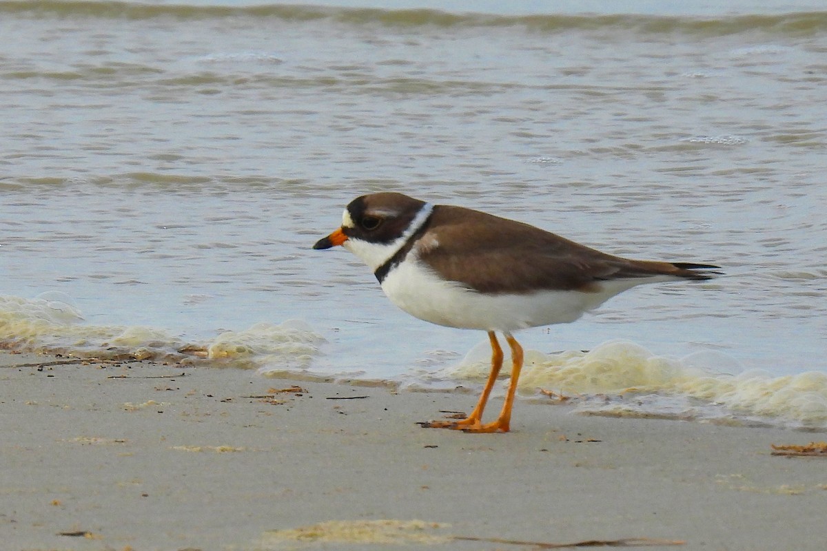 Semipalmated Plover - ML619854351