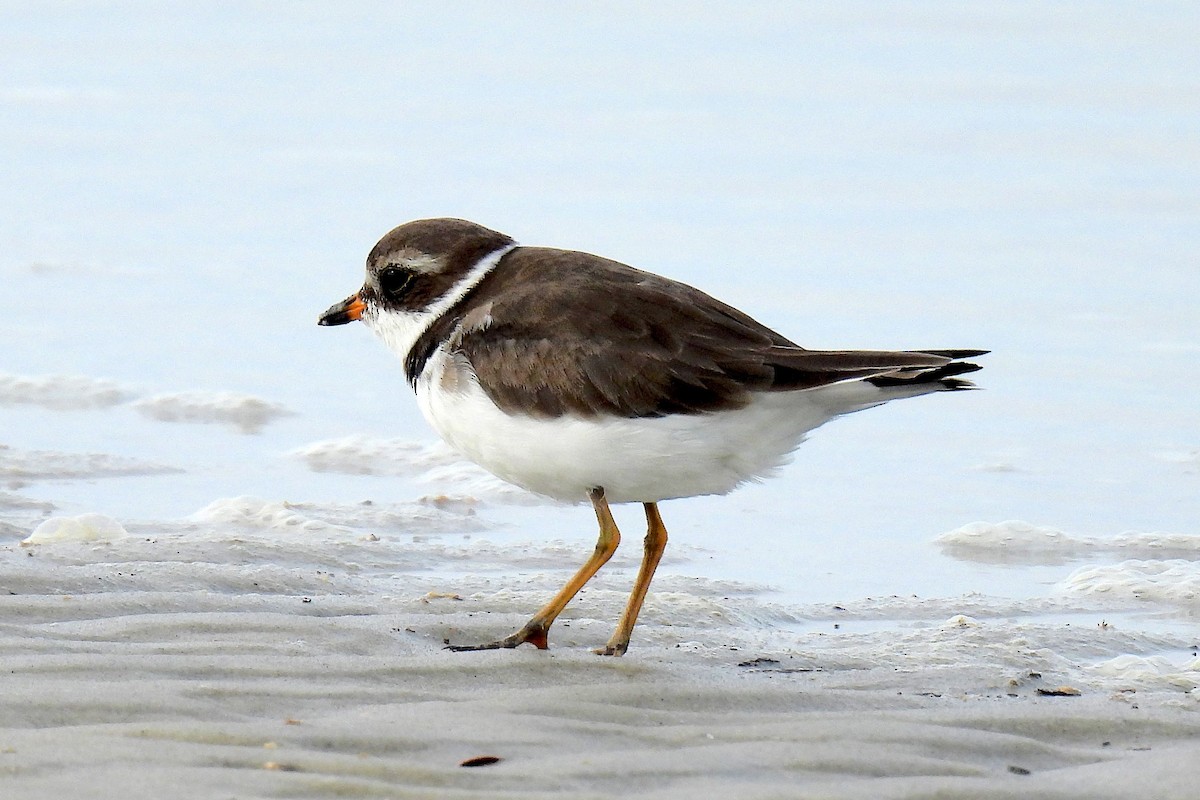 Semipalmated Plover - ML619854352