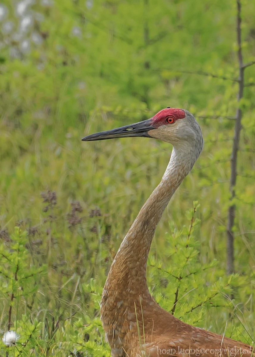 Sandhill Crane - ML619854386