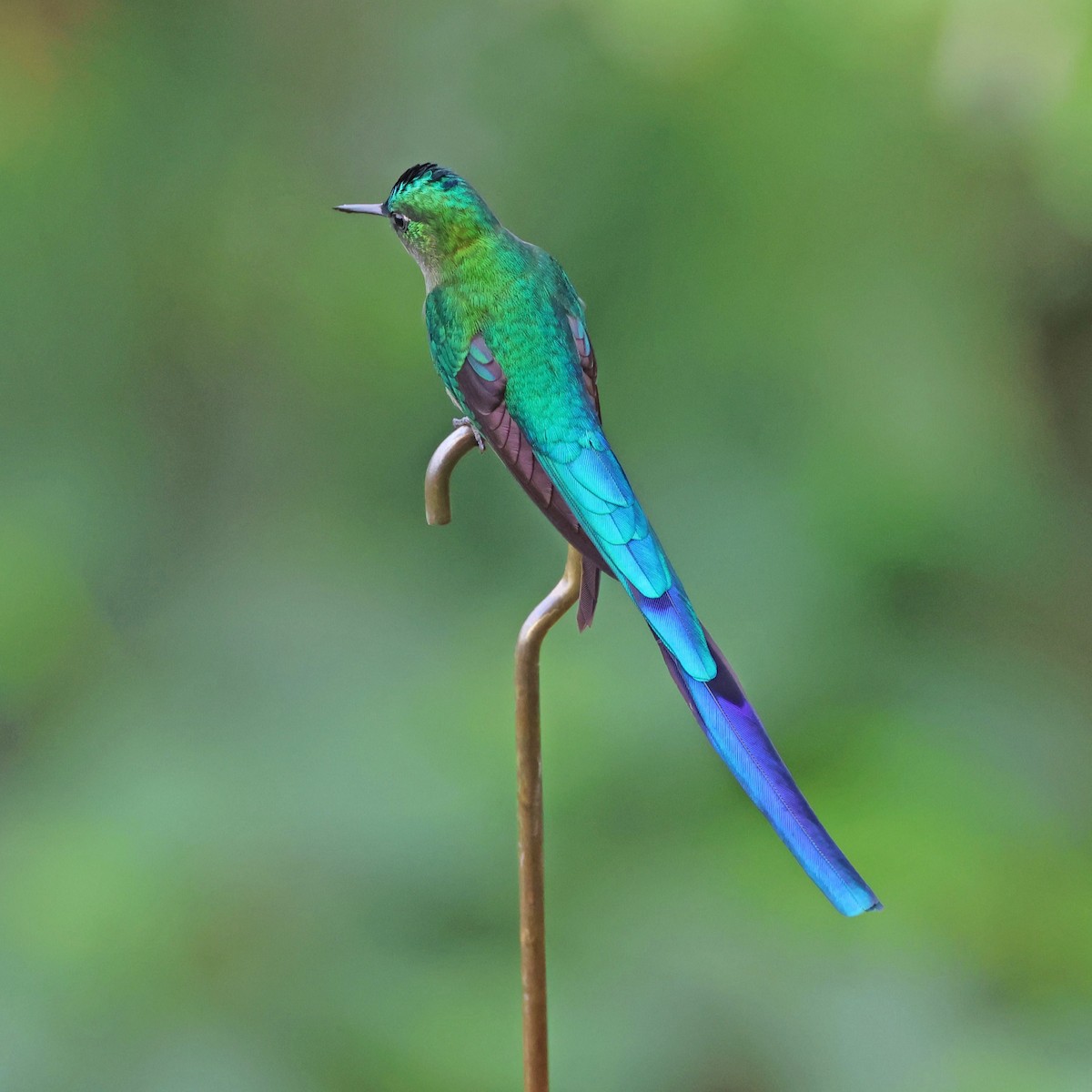 Long-tailed Sylph - ML619854400