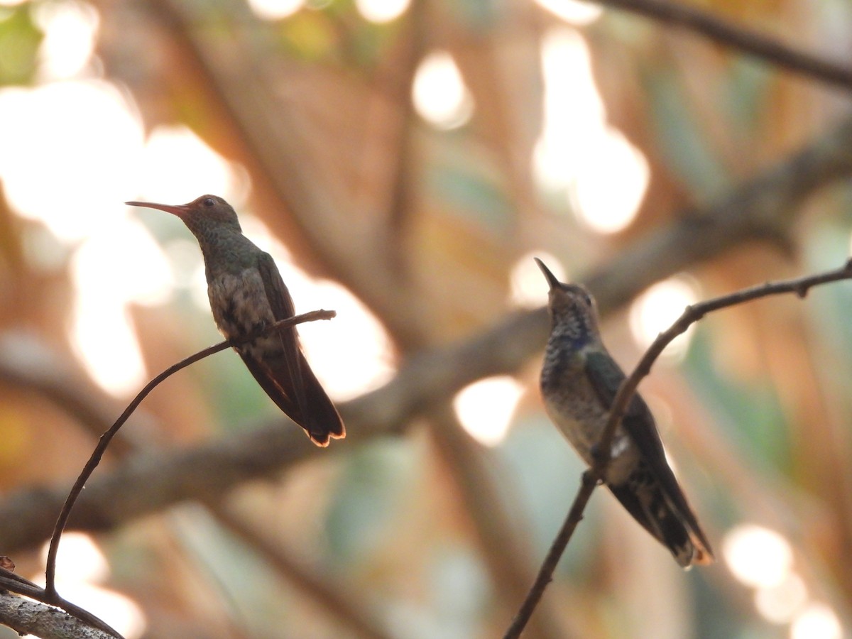 Rufous-tailed Hummingbird - ML619854402