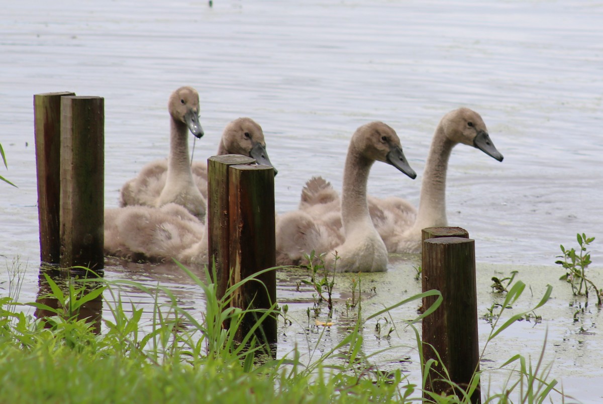 Mute Swan - ML619854407