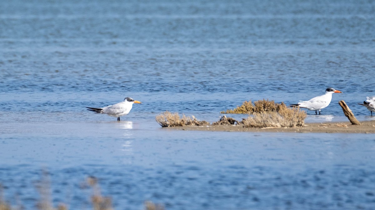 Caspian Tern - ML619854434