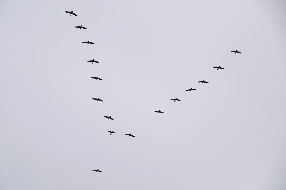 skallet ibis - ML619854435