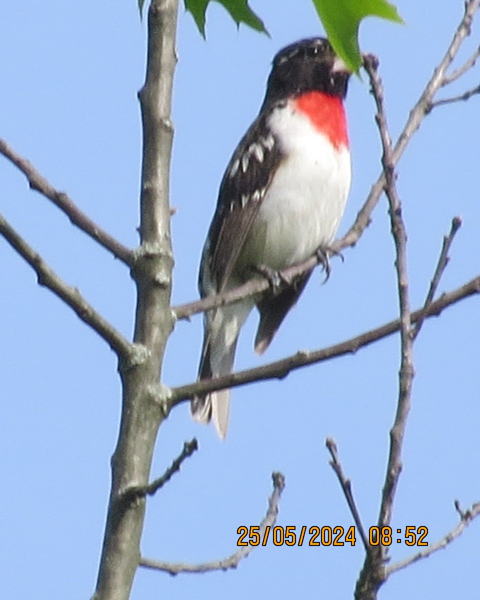 Rose-breasted Grosbeak - ML619854437