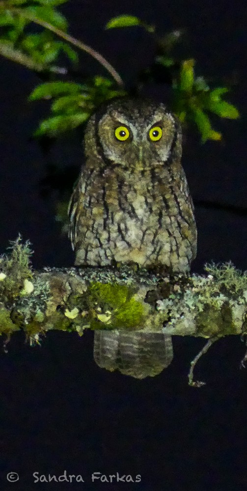 Koepcke's Screech-Owl - ML619854447