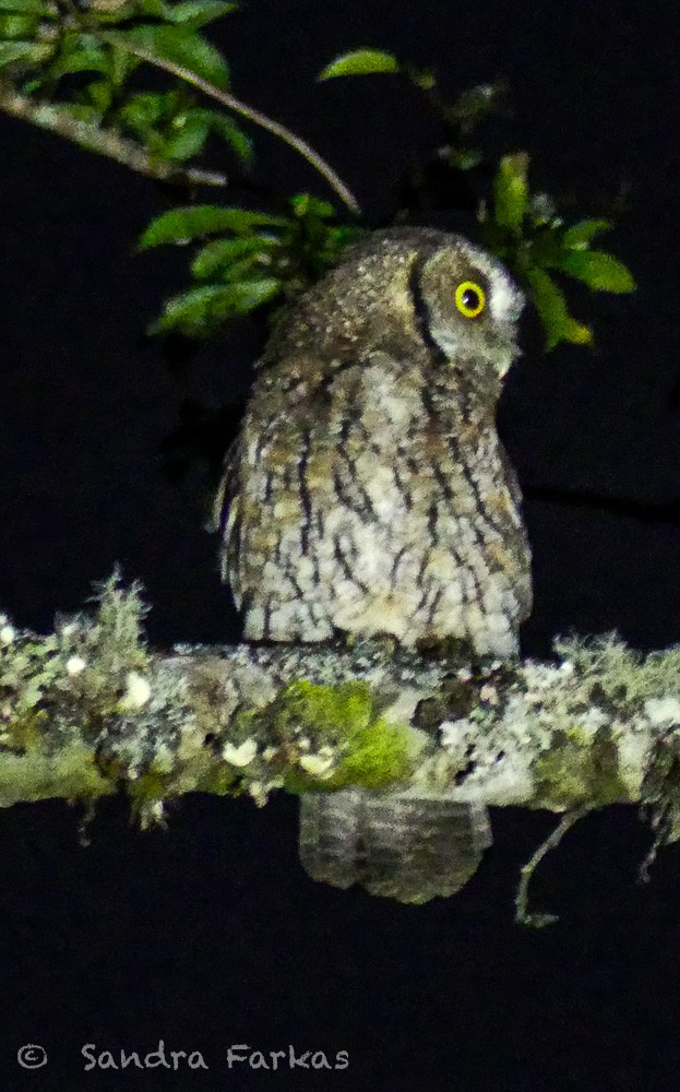 Koepcke's Screech-Owl - ML619854448