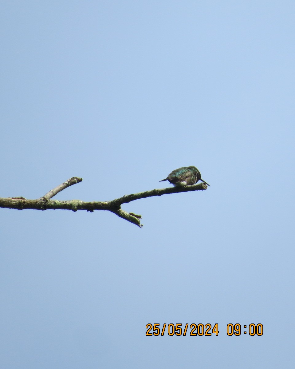 Colibri à gorge rubis - ML619854450