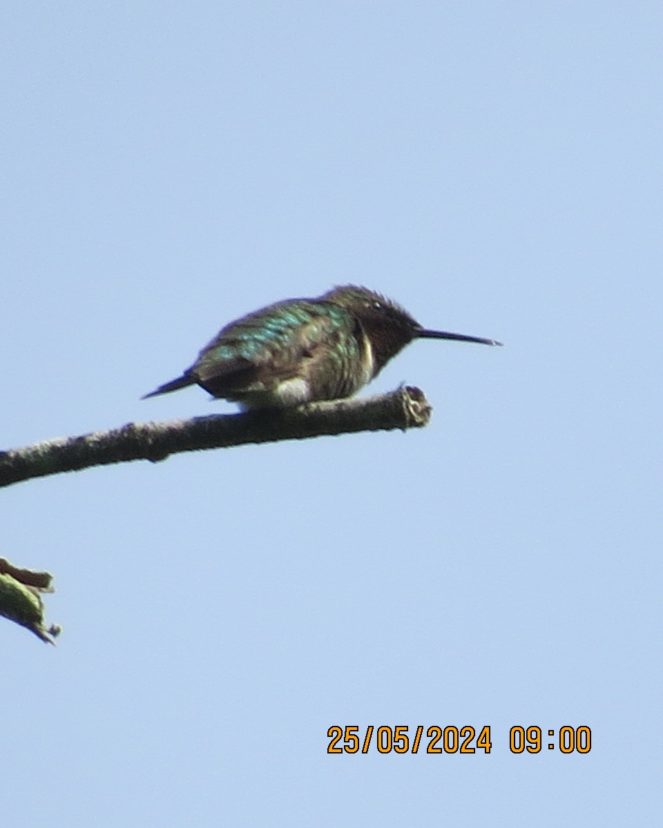 Colibri à gorge rubis - ML619854453