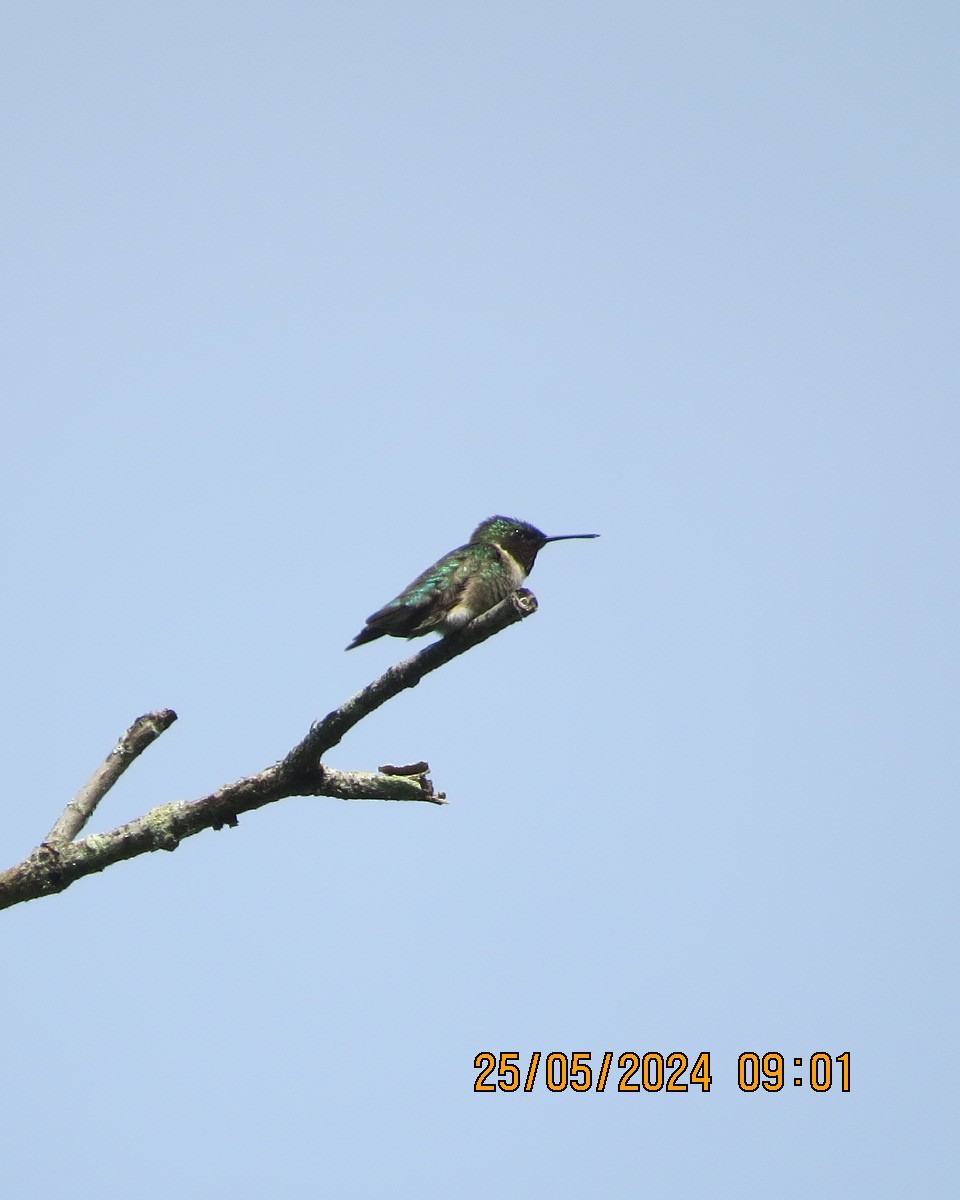 Colibri à gorge rubis - ML619854454