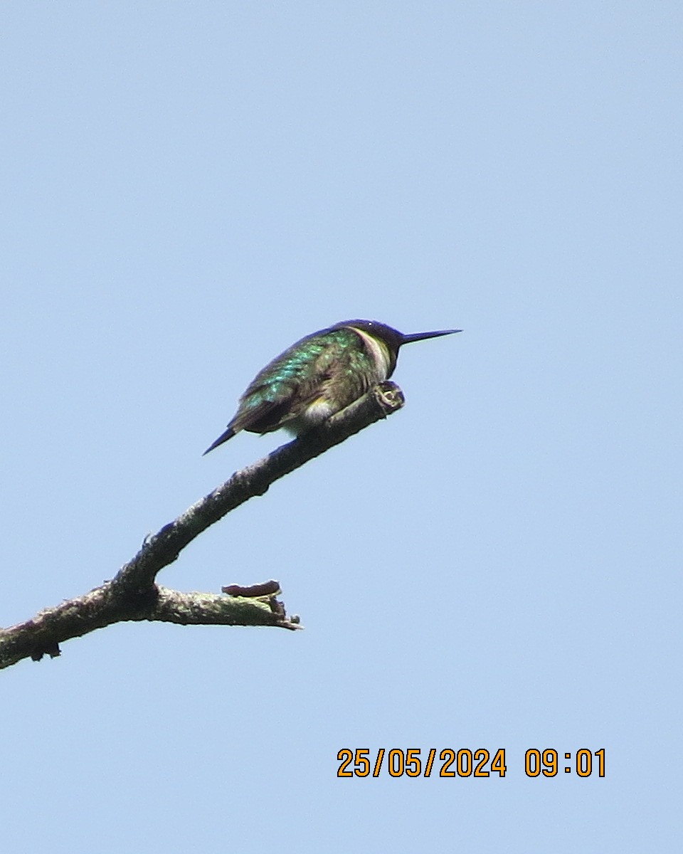 Ruby-throated Hummingbird - ML619854455
