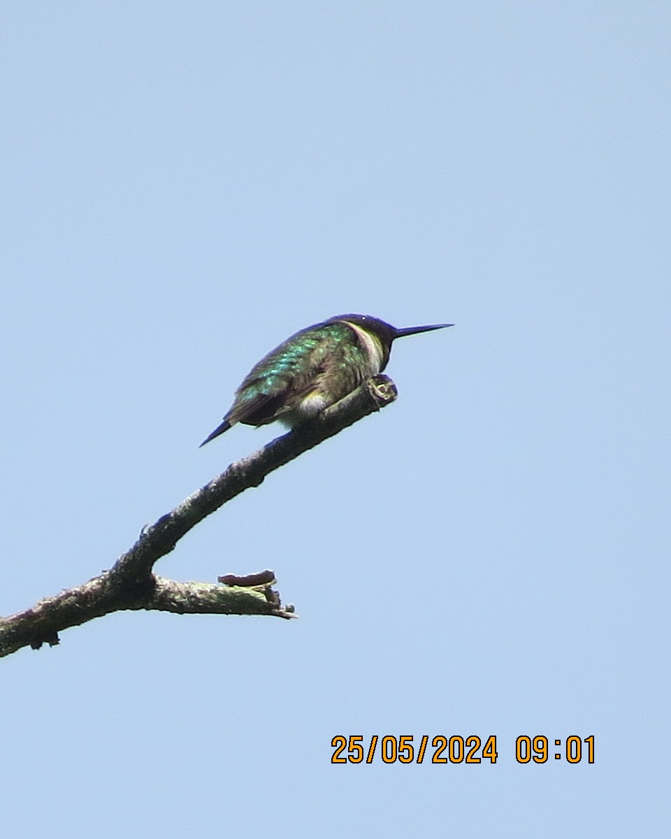 Colibri à gorge rubis - ML619854455