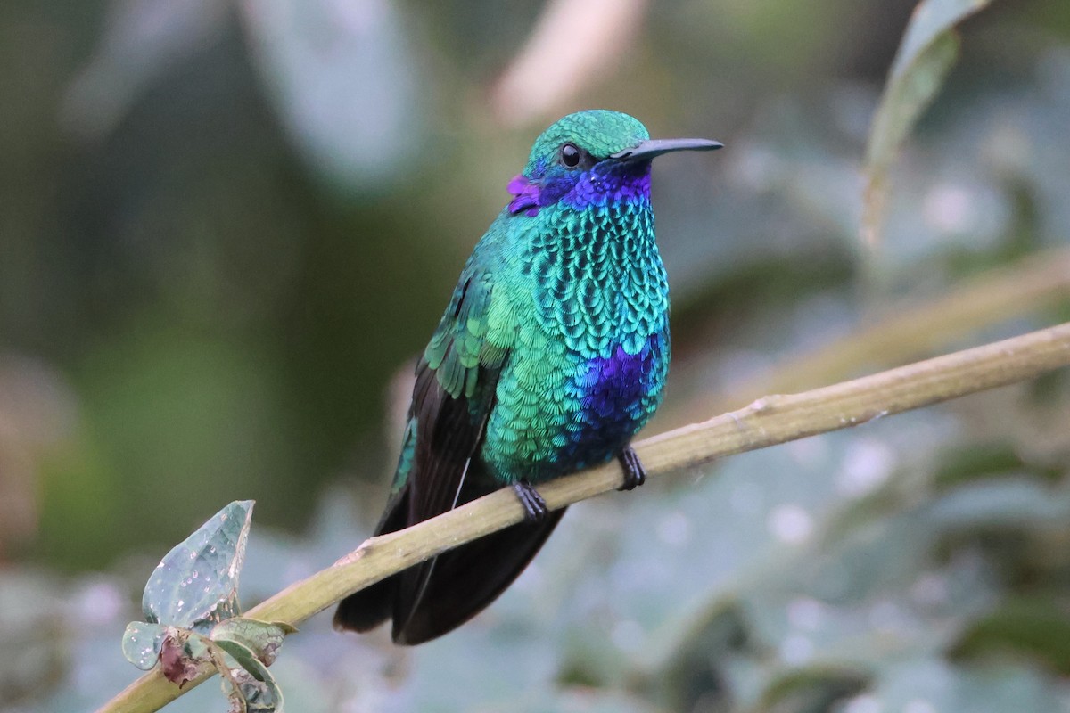 kolibřík modrolící - ML619854457
