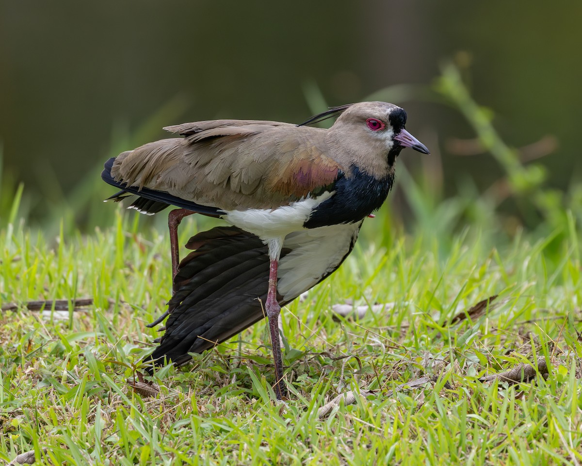 Southern Lapwing - ML619854459