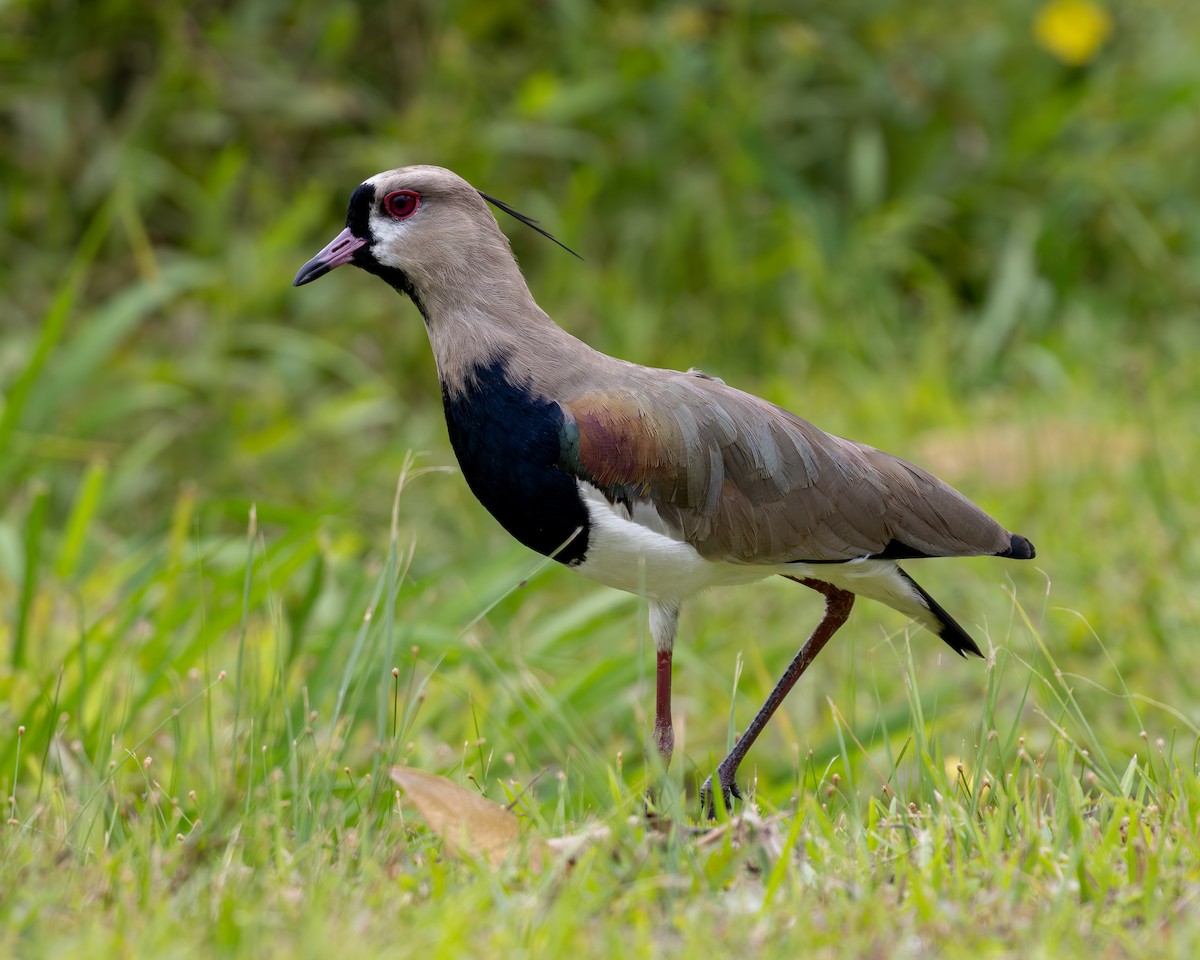 Southern Lapwing - ML619854460