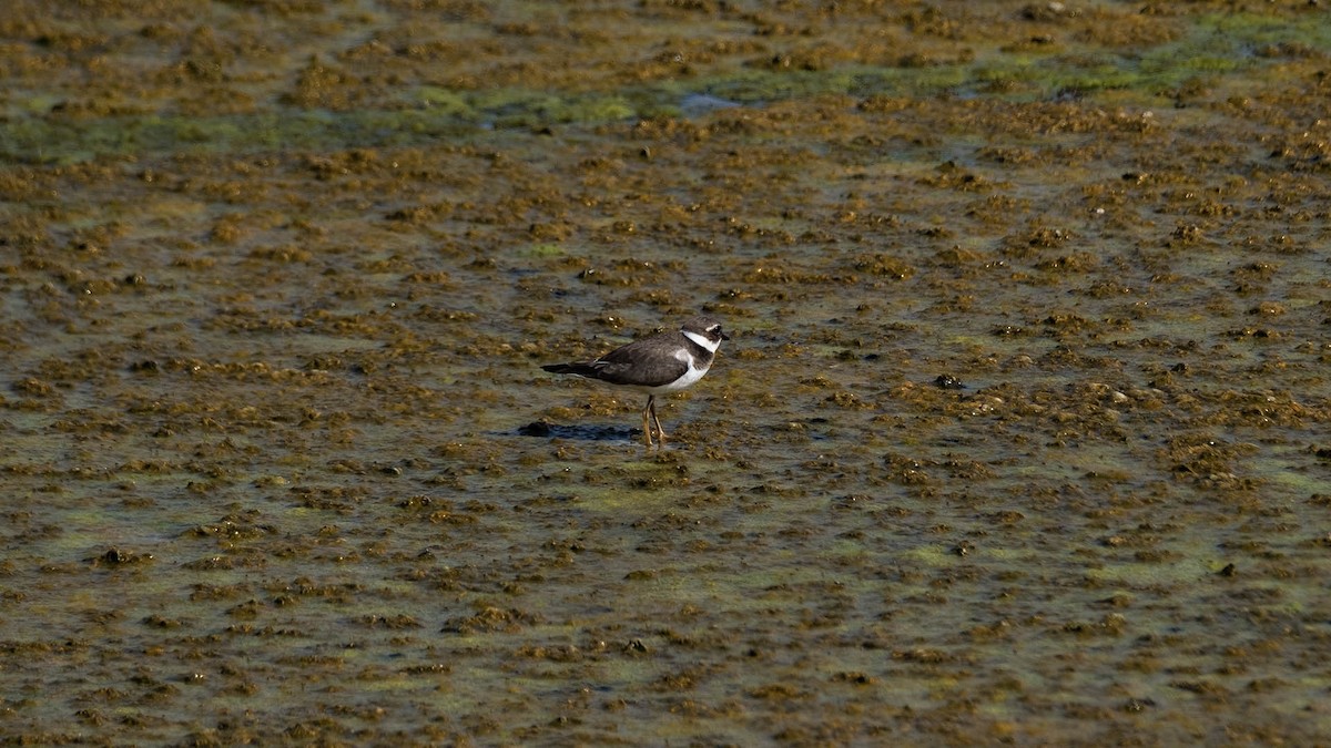 Common Ringed Plover - ML619854463