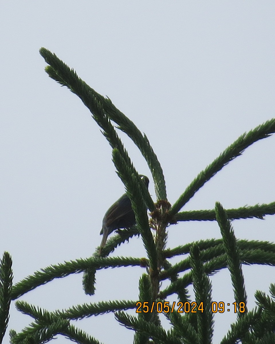 Indigo Bunting - ML619854464