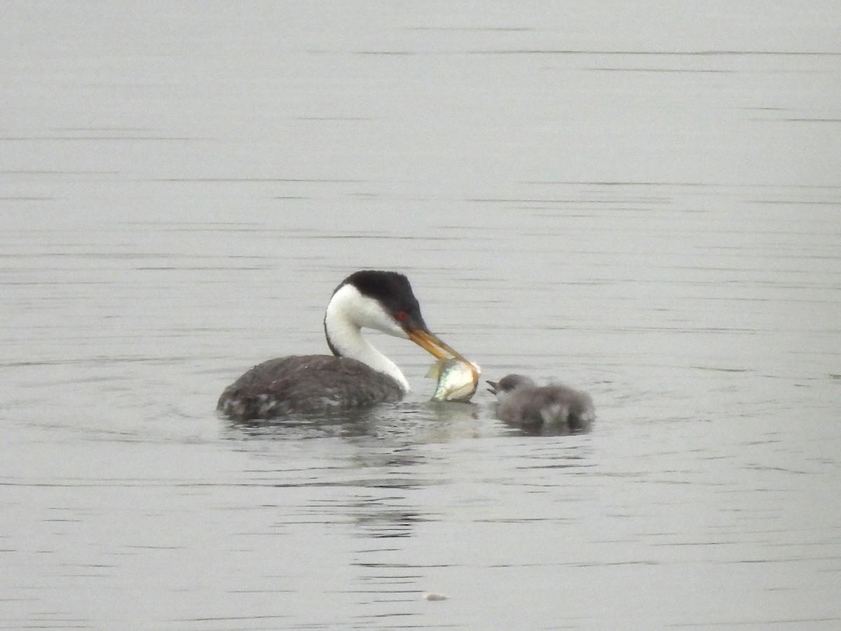 Western Grebe - ML619854481