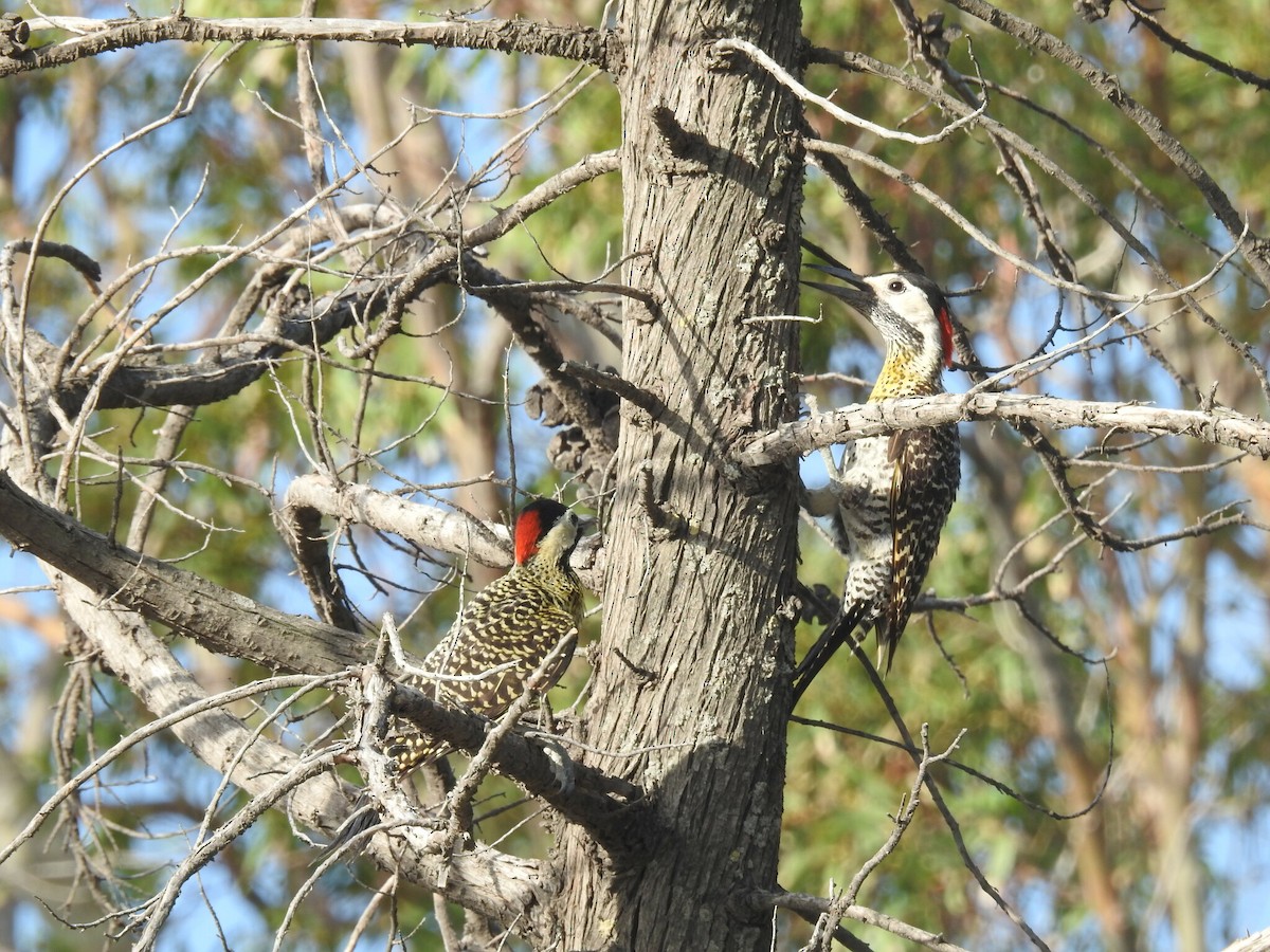 Green-barred Woodpecker - ML619854494