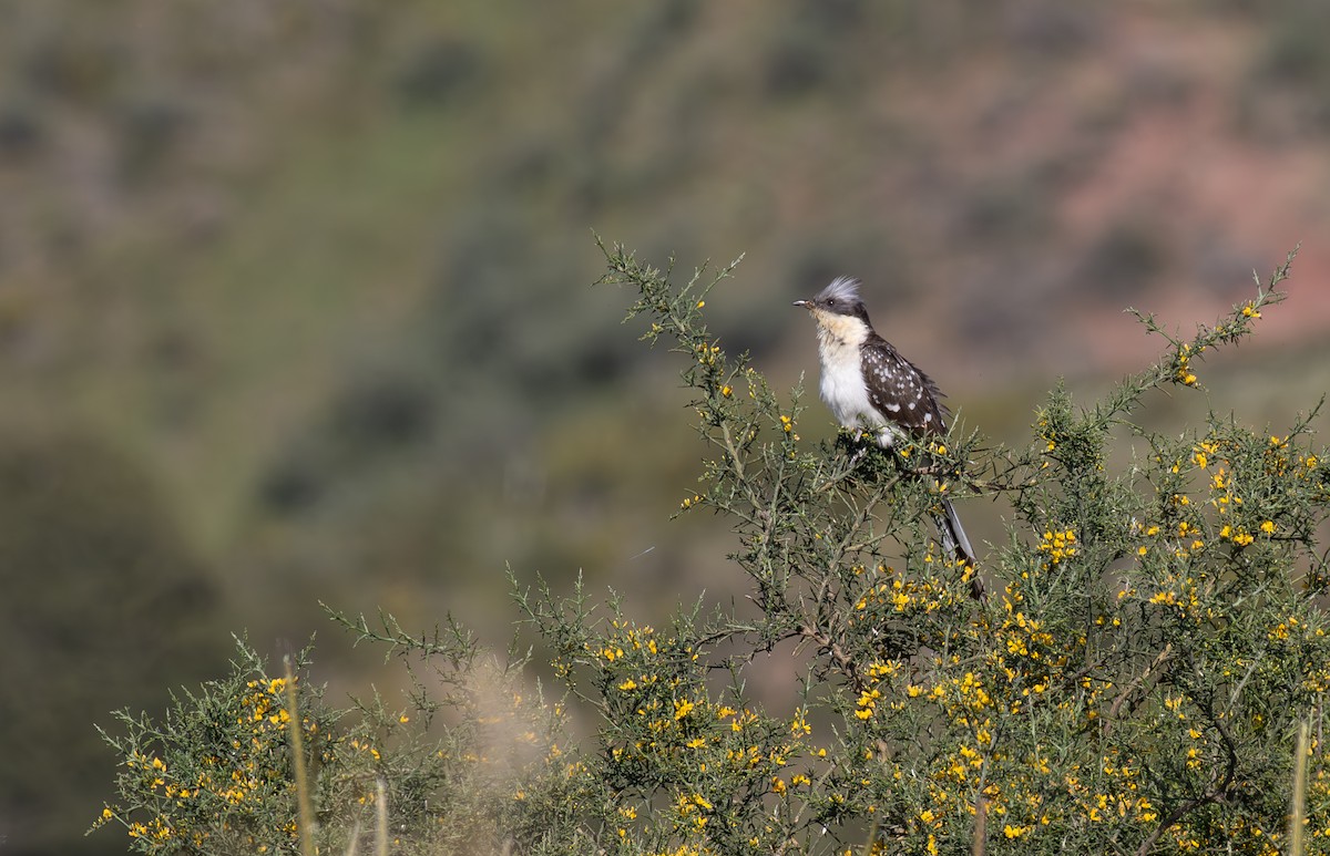 Great Spotted Cuckoo - ML619854497