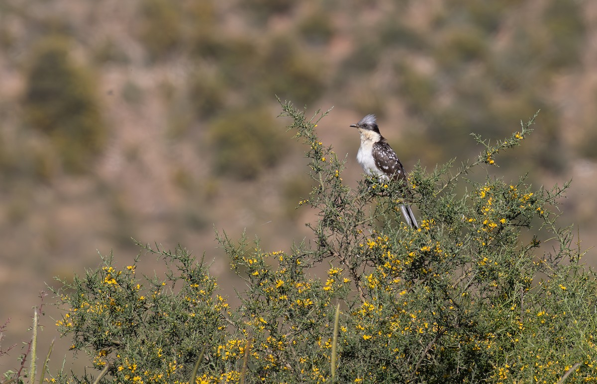 Great Spotted Cuckoo - ML619854498