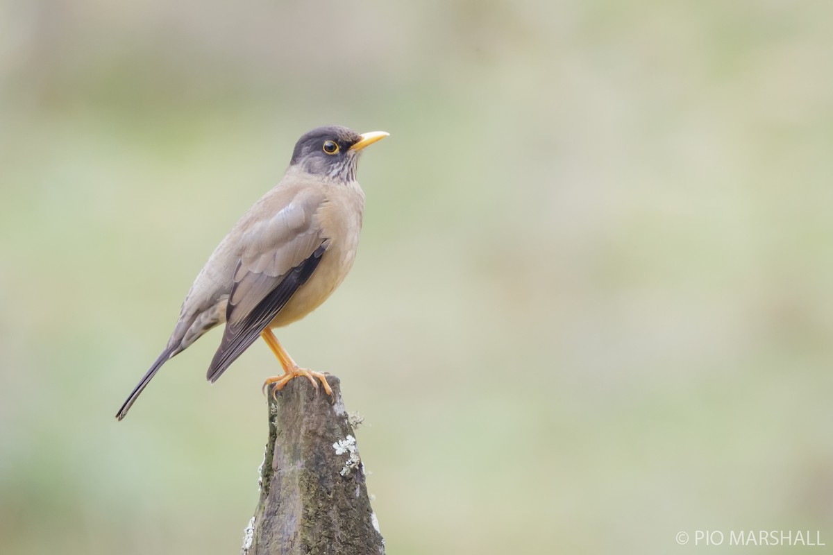 Austral Thrush - ML619854526